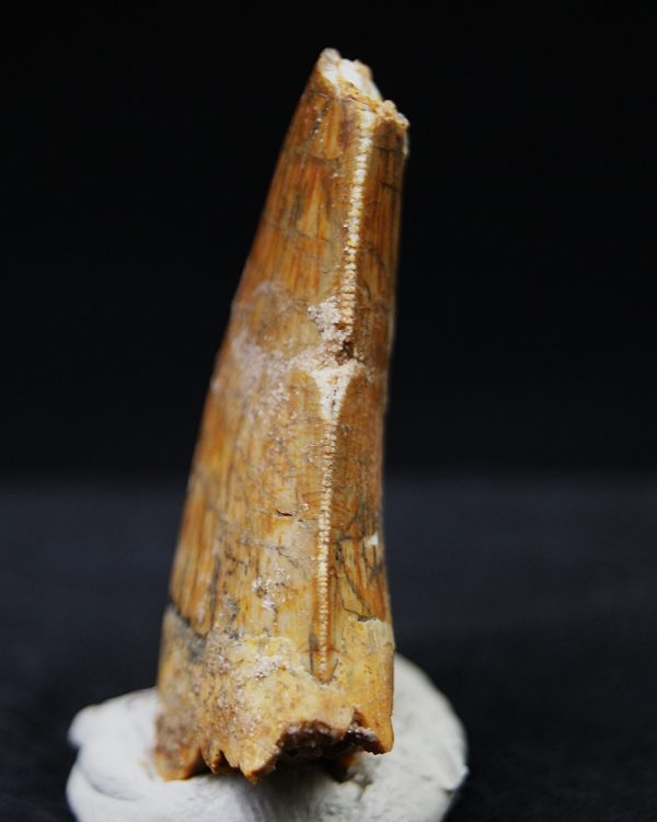 Carcharodontosaurus  “T. rex africano”