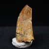 Carcharodontosaurus  “T. rex africano”