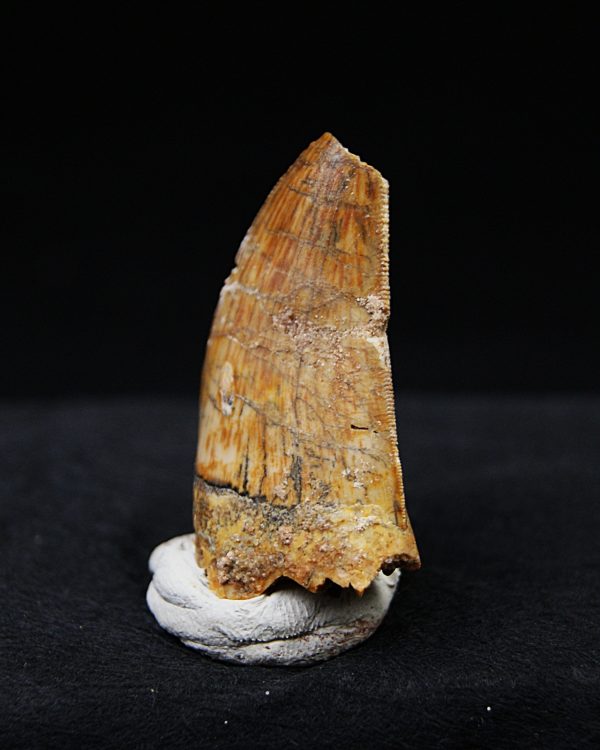Carcharodontosaurus  “T. rex africano”
