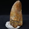 Carcharodontosaurus  “T. rex africano”