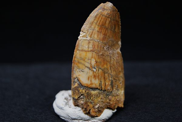 Carcharodontosaurus  “T. rex africano”