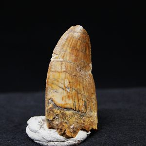 Carcharodontosaurus  “T. rex africano”