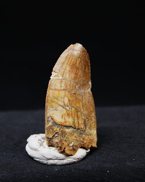 Carcharodontosaurus  “T. rex africano”