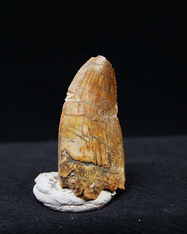 Carcharodontosaurus  “T. rex africano”