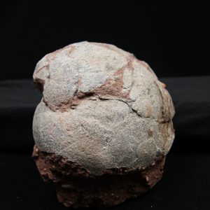 Pareja fósil de huevos de Hadrosaurio