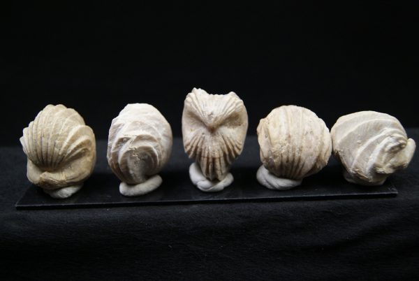 Burmirhynchia decorata