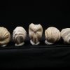 Burmirhynchia decorata