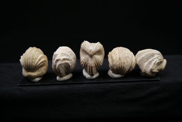 Burmirhynchia decorata