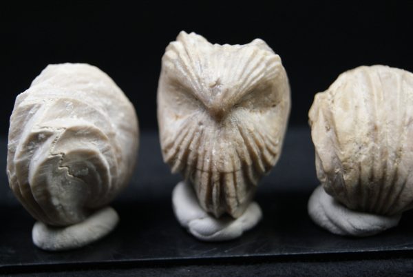 Burmirhynchia decorata