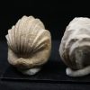 Burmirhynchia decorata