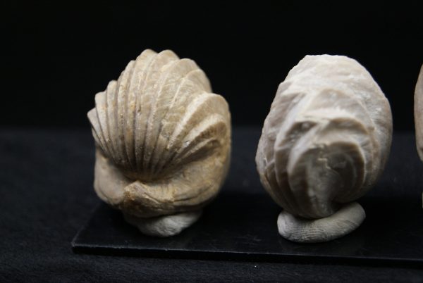 Burmirhynchia decorata