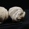 Burmirhynchia decorata