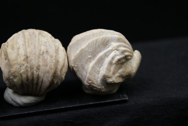 Burmirhynchia decorata