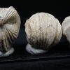 Burmirhynchia decorata