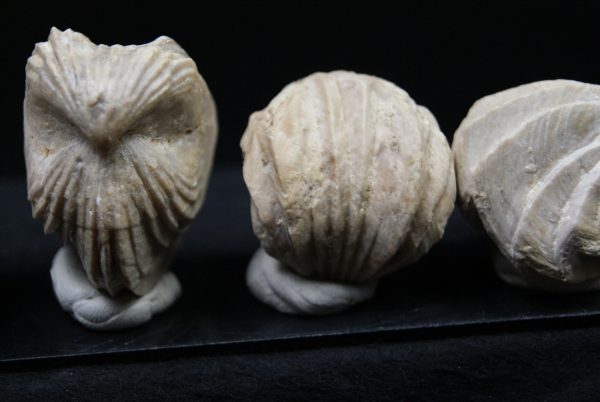 Burmirhynchia decorata