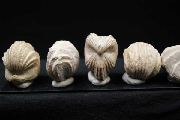 Burmirhynchia decorata