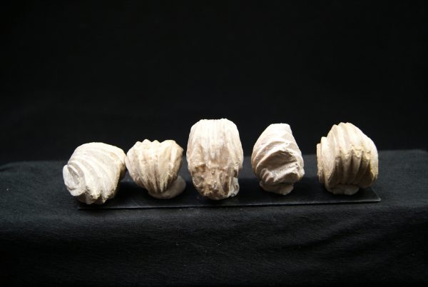 Burmirhynchia decorata