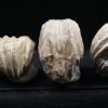Burmirhynchia decorata