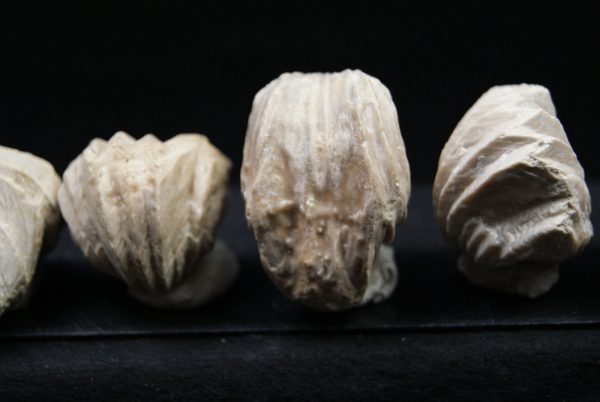 Burmirhynchia decorata