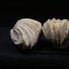 Burmirhynchia decorata