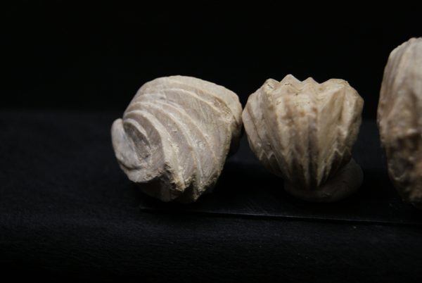Burmirhynchia decorata