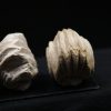 Burmirhynchia decorata