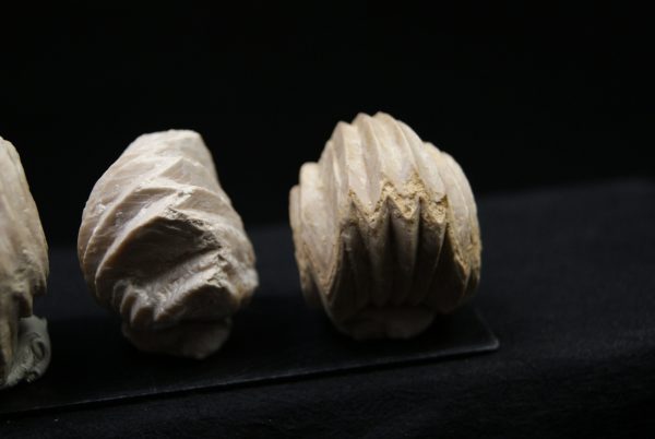 Burmirhynchia decorata