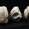 Burmirhynchia decorata