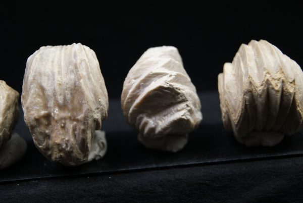 Burmirhynchia decorata