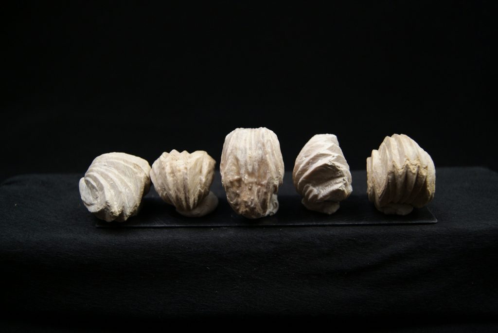 Burmirhynchia decorata