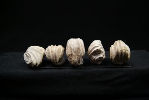 Burmirhynchia decorata