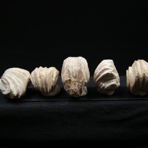 Burmirhynchia decorata