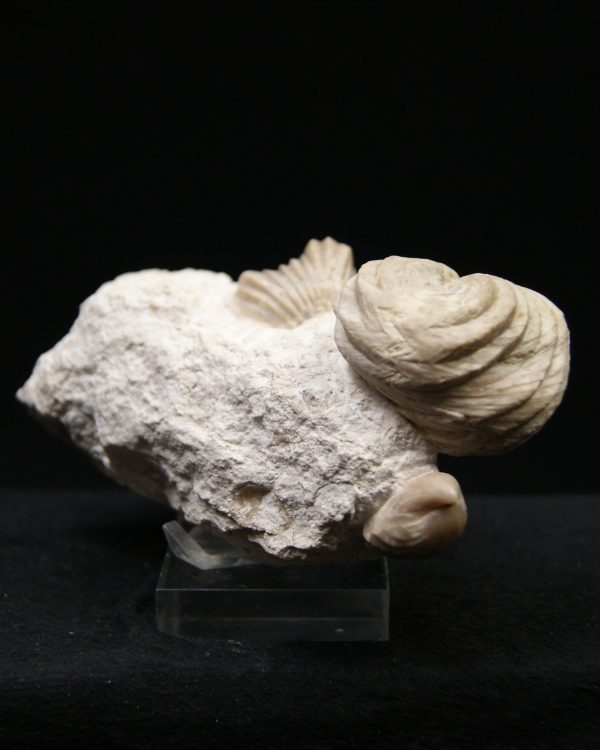 Burmirhynchia decorata en matriz