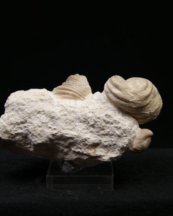 Burmirhynchia decorata en matriz