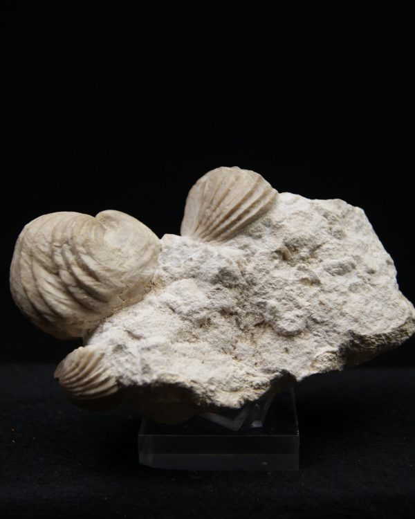 Burmirhynchia decorata en matriz