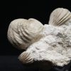 Burmirhynchia decorata en matriz