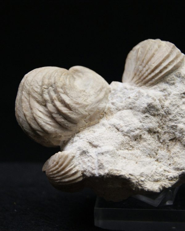Burmirhynchia decorata en matriz