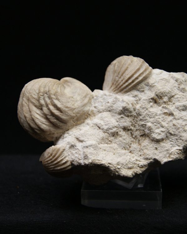 Burmirhynchia decorata en matriz