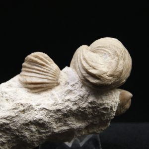 Burmirhynchia decorata en matriz