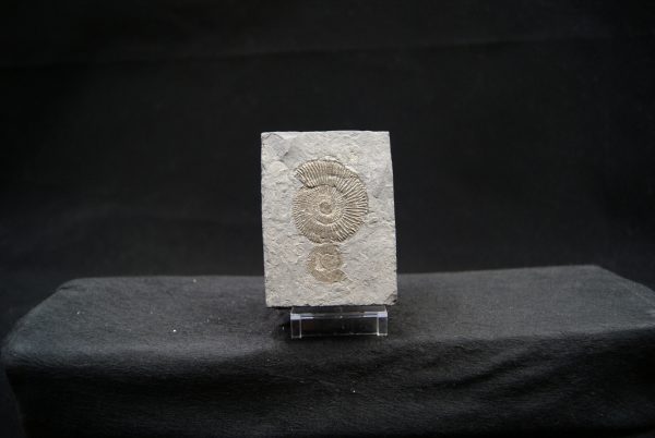 Ammonites Dactylioceras