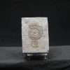 Ammonites Dactylioceras