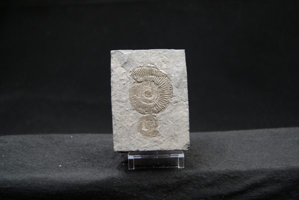 Ammonites Dactylioceras