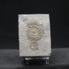 Ammonites Dactylioceras