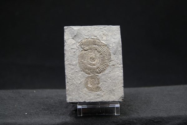 Ammonites Dactylioceras