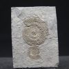 Ammonites Dactylioceras