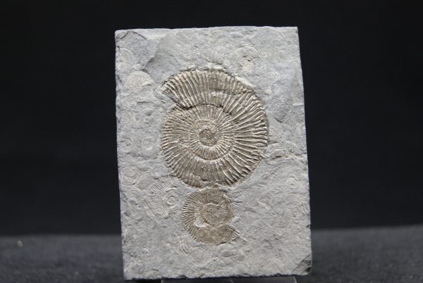 Ammonites Dactylioceras