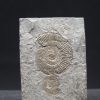 Ammonites Dactylioceras