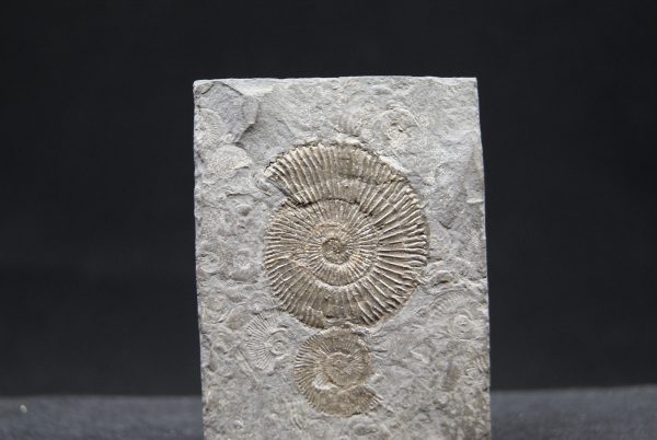 Ammonites Dactylioceras