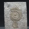 Ammonites Dactylioceras