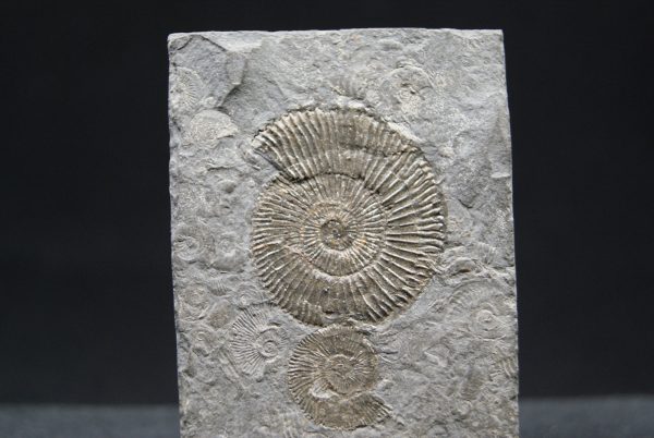 Ammonites Dactylioceras